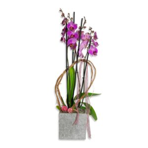 Rose Orchid gifts delivery fresh