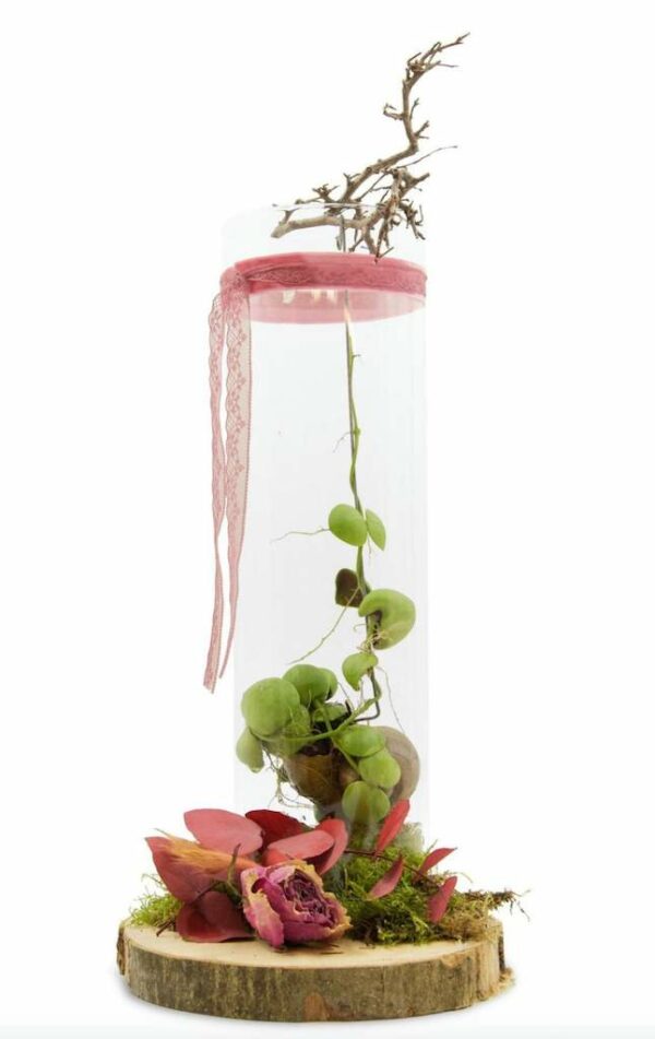 Snailey Dichidia décoration livraison cadeaux escargot plante grasse succulent