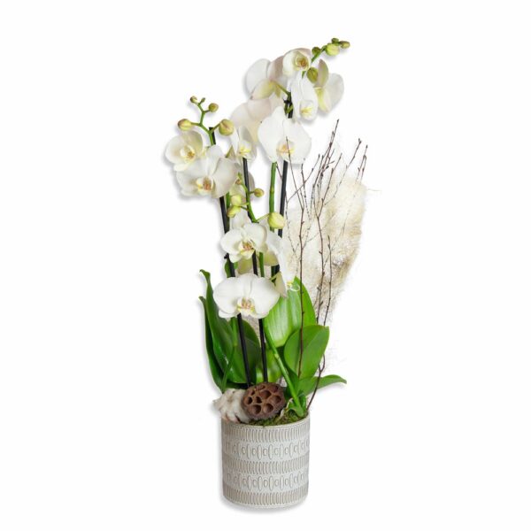 cadeaux livraison décoration Orchidee blanc