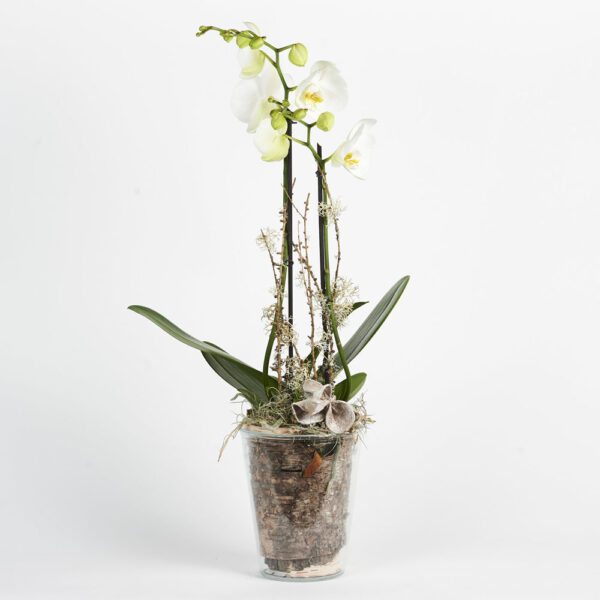 cadeaux livraison décoration Orchidee blanc