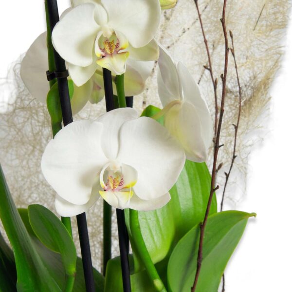 orchidee blanc cadeaux livraison décoration