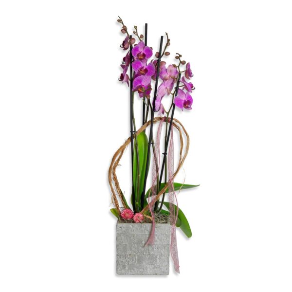 orchidee rose cadeaux livraison décoration Orchidee