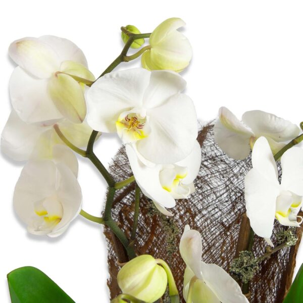 orchidee sepcial blanc cadeaux livraison décoration