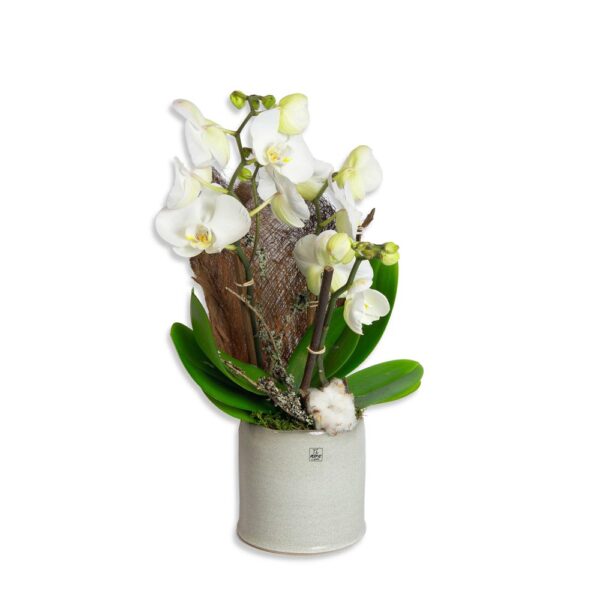 orchidee special blanc cadeaux livraison décoration