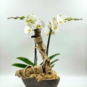 Deco Orchid white Orchid gifts delivery fresh