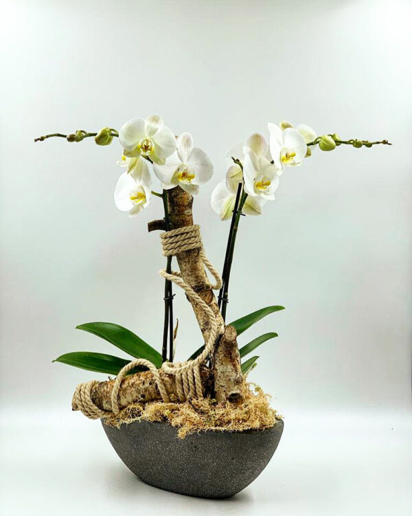 Deco Orchid white Orchid gifts delivery fresh